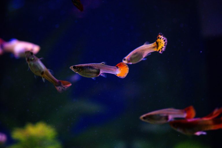 Guppy fish swimming in a small indoor aquaponics tank