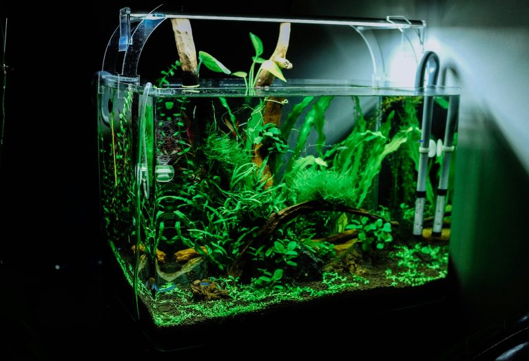 Small aquaponics fish tank setup with plants and LED lighting