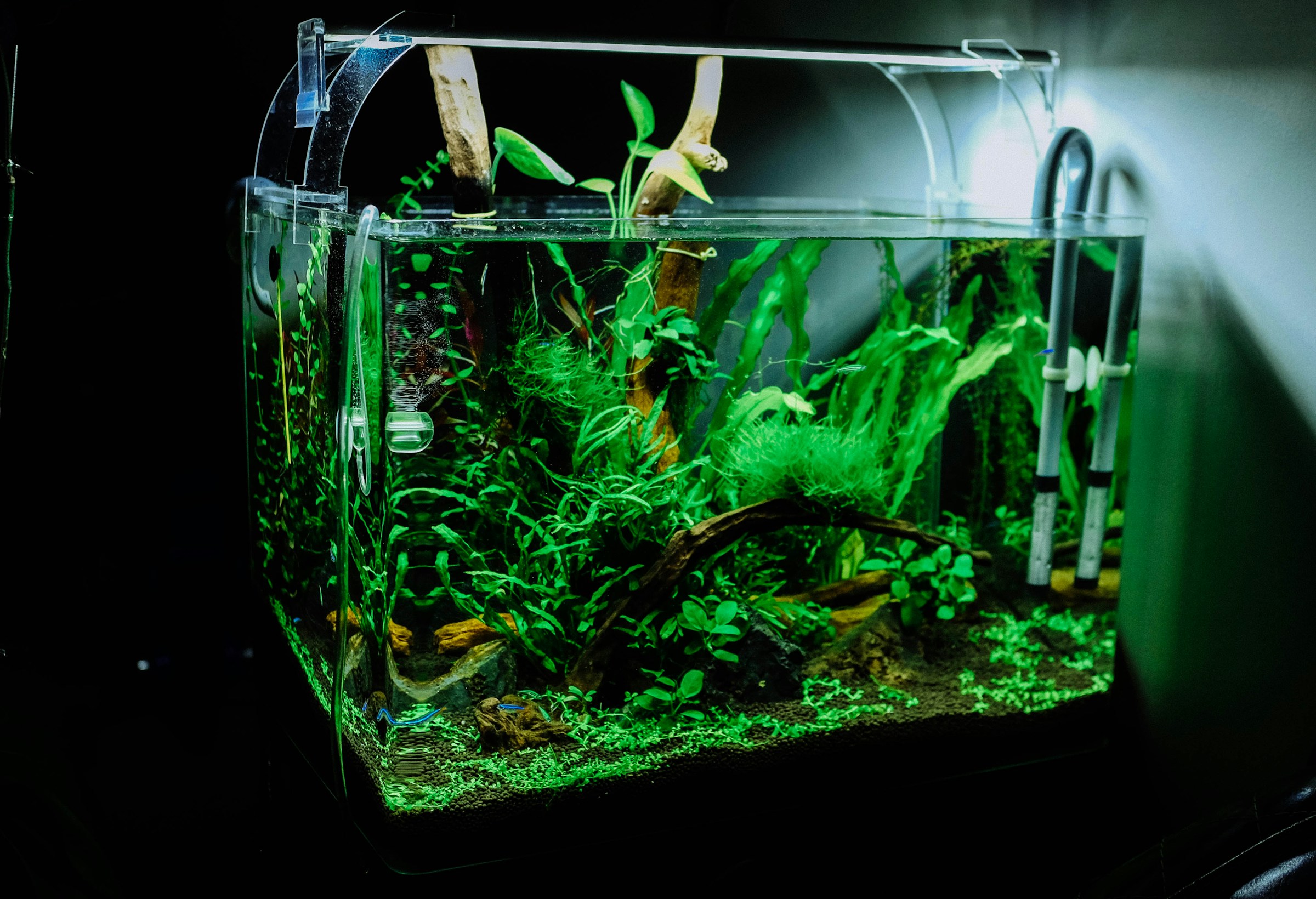 Small aquaponics fish tank setup with plants and LED lighting