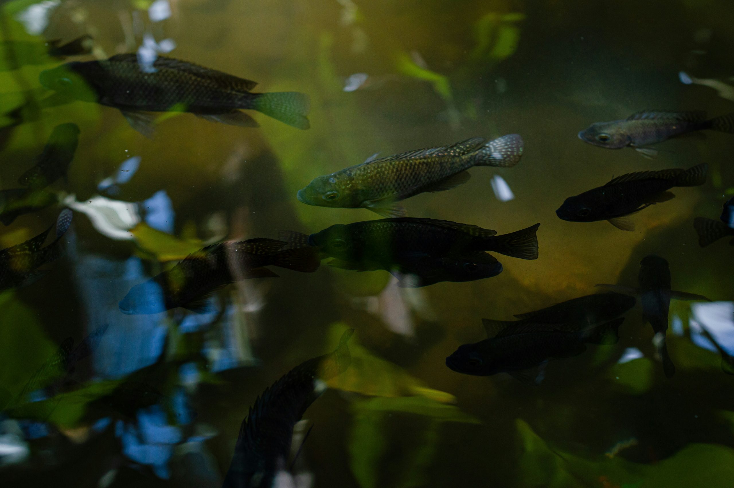 Tilapia swimming in an indoor aquaponics tank with leafy plants above